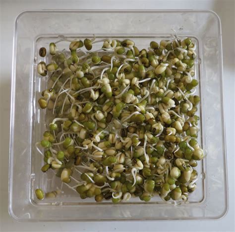 Mung Bean Sprout Instructions