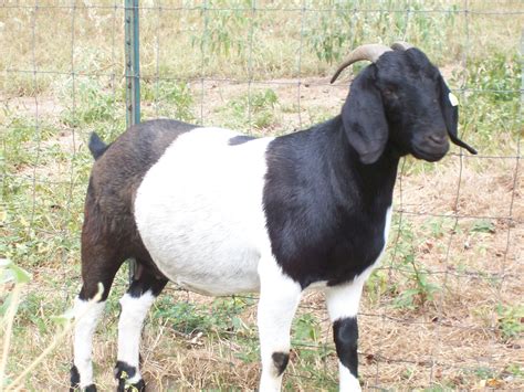 4rb Eurekas Splash Boer Goat Colored Doe Boer Goats Goats Baby Goats