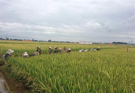 Chinas Super Hybrid Rice Output Sets New World Record Beijing Review