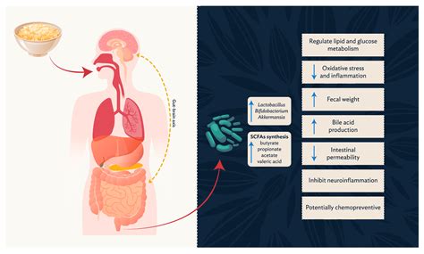 Relationship between Oat Consumption, Gut Microbiota Modulation, and