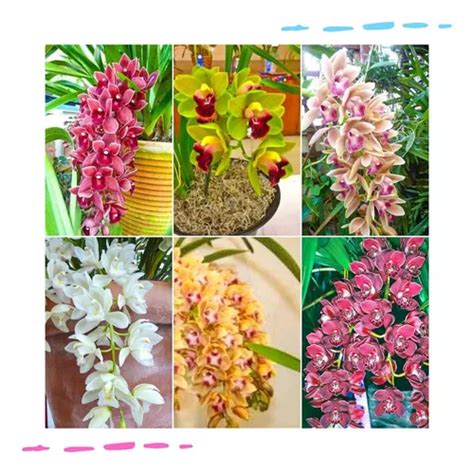 Pacote Mudas Orquideas Cymbidium Pendentes Super Promo O