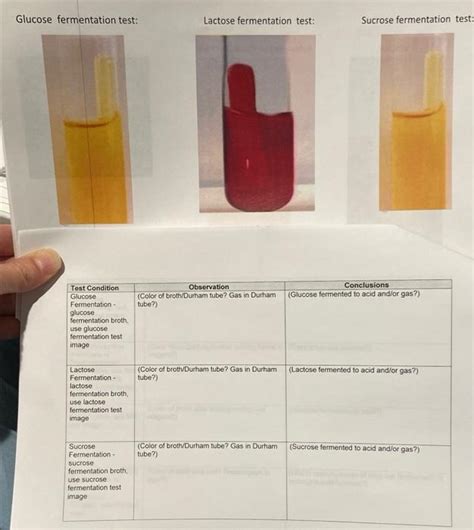 Solved Glucose Fermentation Test Lactose Fermentation Test Chegg