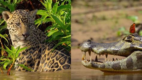 Our Planet Clip Shows Jaguar Hunting and Killing a Caiman - Thrillist