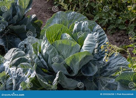 Organic Green Cabbage Cultivation In The Countryside Organic Food Agriculture Poland Stock