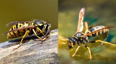 Hornets vs. Yellowjackets: How to Tell These Two Wasps Apart