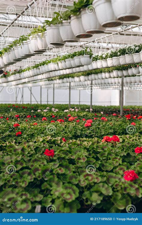 Gran Invernadero De Cristal Con Flores Cultivo De Flores En Invernaderos Interior De Un