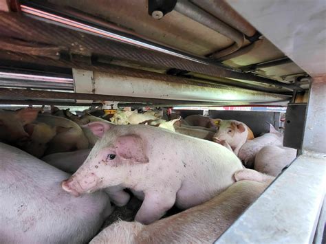 Verkehrsverbund Rhein-Sieg: Regional Transport and Fare Guide 7