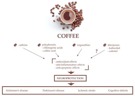 Mushroom Coffee Effects On Your Brain And Body Are Truly Life Changing - RYZE Superfoods