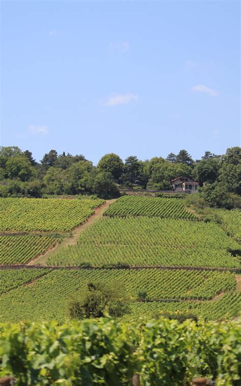 Hautes C Tes Y C Te De Beaune Turismo En Beaune Y Su Regi N Borgo A