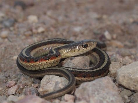 Colorado Snakes Common Garter Snake (Thamnophis sirtalis) - Colorado Herping