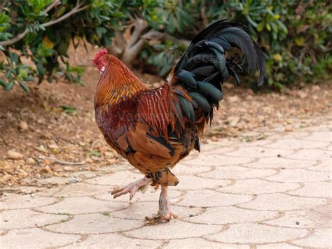 Hermosos Gallos Coloridos De Gallinas Domésticas En Una Pequeña Granja