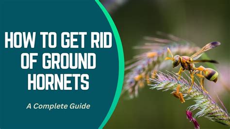 How To Get Rid Of Ground Hornets 15 Effective Ways