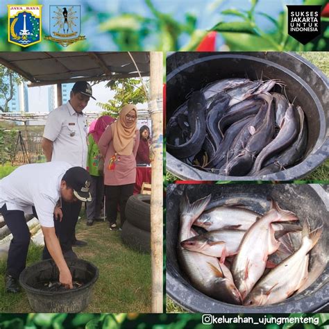 Pelaksanaan Panen Raya Cabai Rawita Peti Se Kota Jakarta Timur