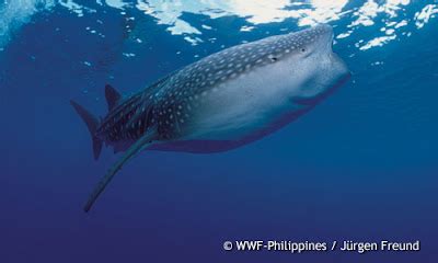 Only The Most !: Whale Shark - Biggest fish in the world