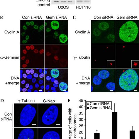 Depletion Of Geminin By Short Interfering RNA Causes Aberrations In