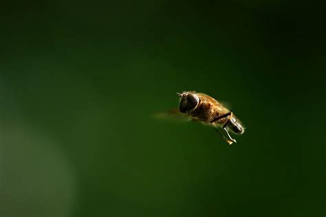 Eristalis Pertinax A Male May 2024 Fovslet Kolding Den Erland