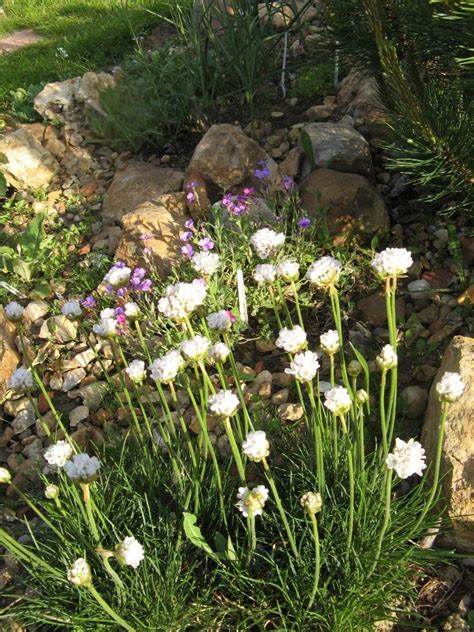 Армерия приморская (Armeria maritimа) белая