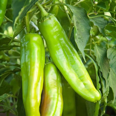 Lumbre Chile Pepper Plant | Hatch Chile Plants