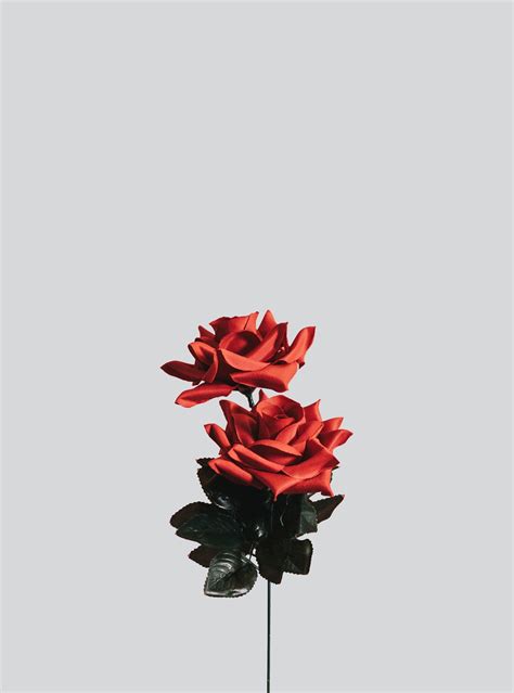 Minimalist Rose Wallpapers - Top Free Minimalist Rose Backgrounds ...