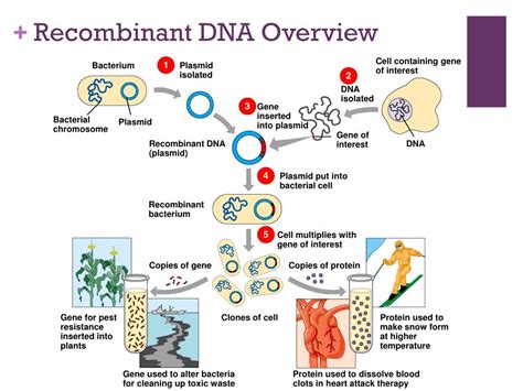 Ppt Dna Technology And Genetic Engineering Powerpoint Presentation