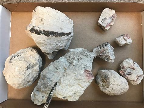 Unprepared White River Mammal Fossils (#84740) For Sale - FossilEra.com