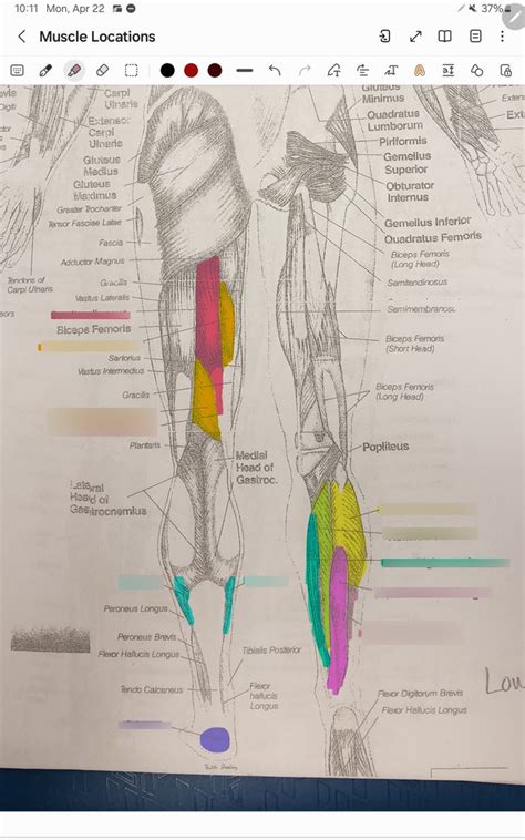 Lower Leg Posterior Diagram Quizlet