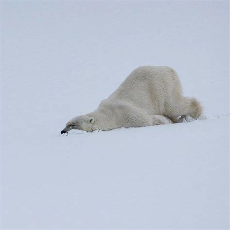 Cette photographe immortalise la faune polaire pour nous montrer à quel