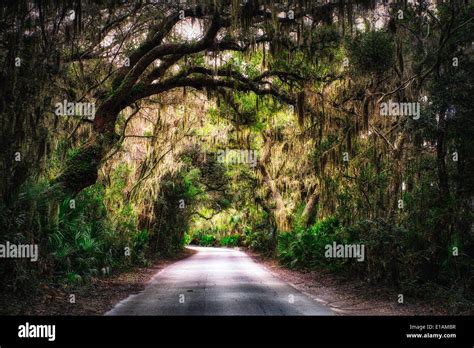 Southern Plantation Road With Tree Canopy With Spanish Moss Hanging