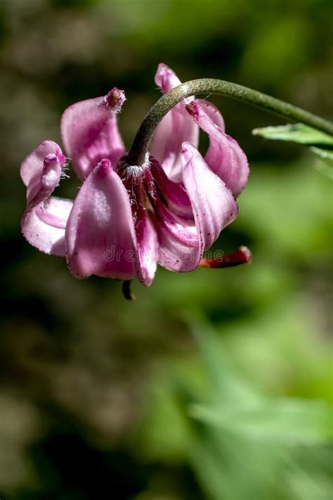 Lily Martagon A Beautiful Forest Pink Flower Stock Photo Image Of