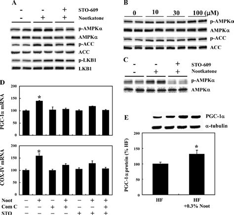 Role Of Lkb And Camkk In Nootkatone Induced Ampk Activation And