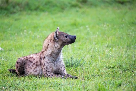 A Hyena Rests In The Grasslands Of Kenyas Savannah Photo Background And