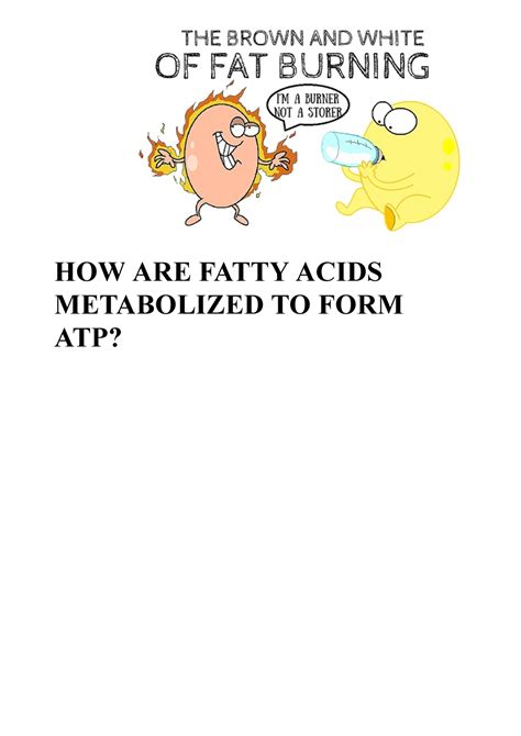 B-oxidation+of+fats-2 converted - HOW ARE FATTY ACIDS METABOLIZED TO ...