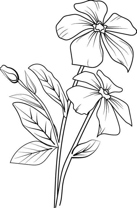 Realistic Catharanthus Flower Coloring Pages Madagascar Periwinkle