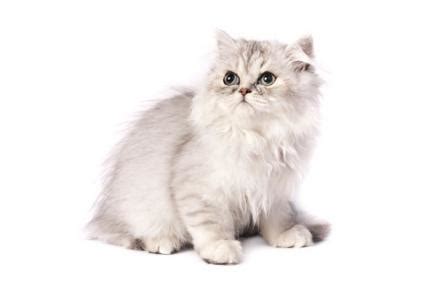 Characteristics of Chinchilla Persian Cats | LoveToKnow