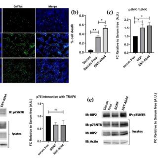 Hek T Cells Were Transiently Co Transfected With The Plasmid Cdnas Of