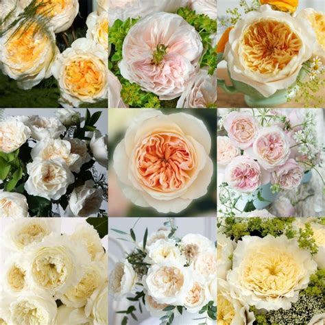 White David Austin Assortment Roses Garden Roses Direct