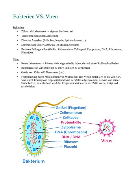 Bakterien Und Viren Unterschied Bakterien Vs Viren Bakterien Z Hlen