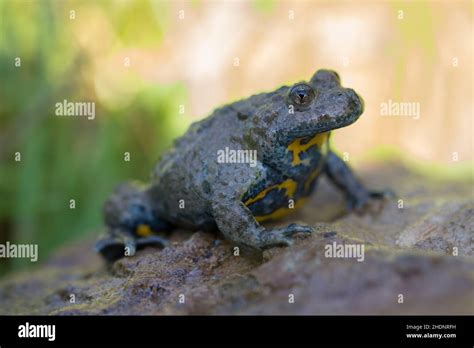 toad, yellow bellied toad, toads Stock Photo - Alamy