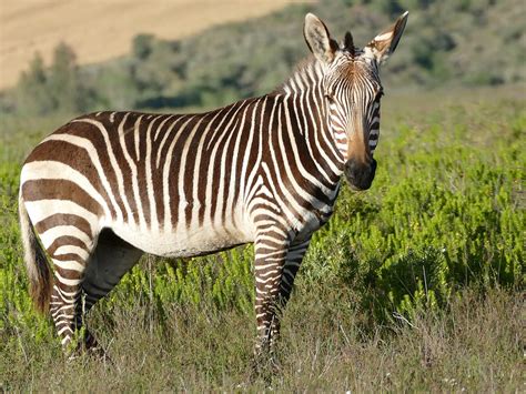 Cape Mountain Zebra Equus Zebra Zebra Bontebok Np Swell Flickr