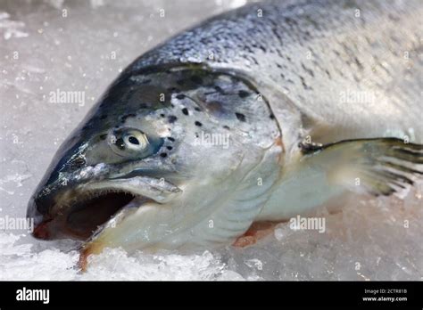 Fresh Norwegian Salmon Trout On Ice In Supermarket Stock Photo Alamy