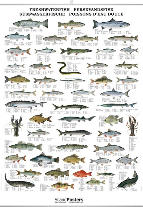 Freshwater Fish Identification Marketingmokasin | SexiezPicz Web Porn