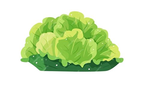 Premium Vector Iceberg Lettuce Head Green Leaf Vegetable Isolated On