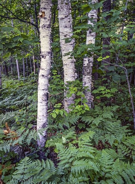 Betula Papyrifera Paper Birch Stock Photo Image Of Mountains White