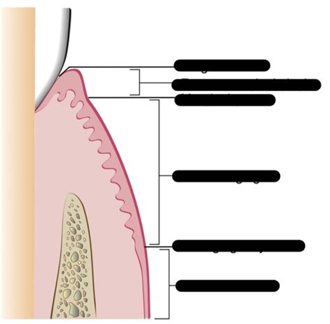 Perio I Periodontal Anatomy Flashcards Quizlet