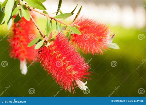 Bottlebrush Flowers Stock Photo Image Of Flower Flora 30484532