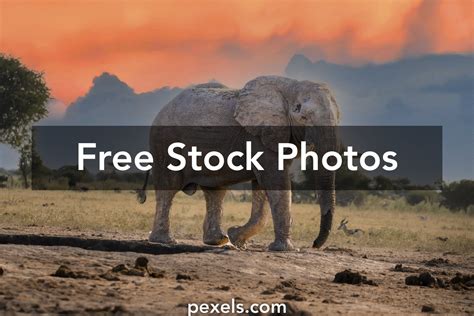 Elephant Wallpaper Sunset Photos, Download The BEST Free Elephant ...