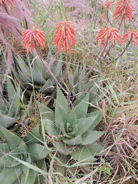 Central African Plants A Photo Guide Aloe chabaudii Schönland