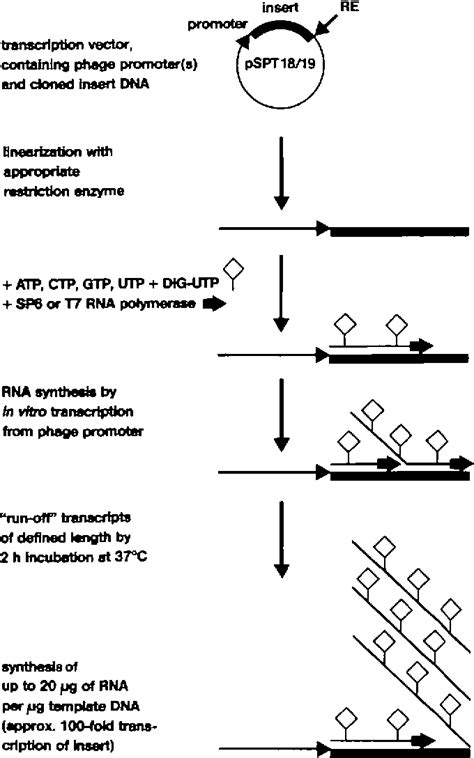 Figure From Non Radioactive Labeling Of Rna Transcripts In Vitro With