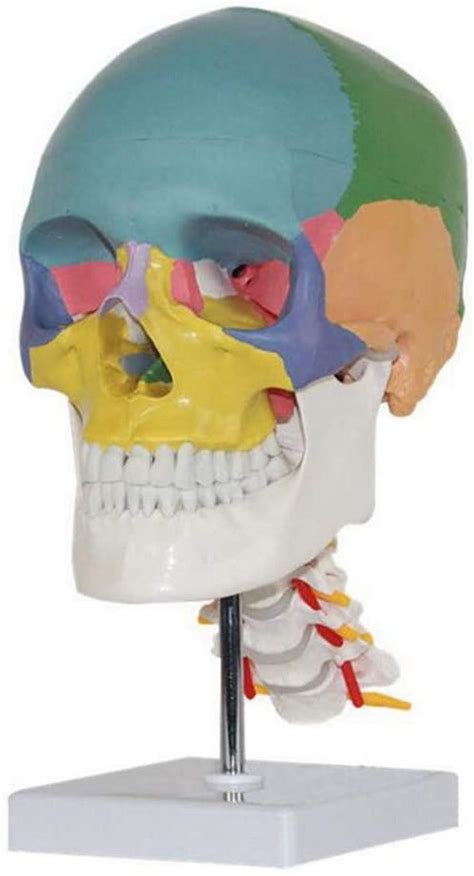 Buy DFJU Skull Model With Cervical Vertebra Anatomical Modell Skull