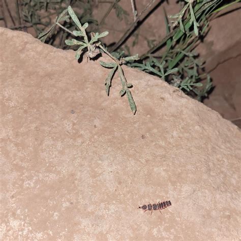 Glowing Bugs At Grand Canyon Rwhatsthisbug